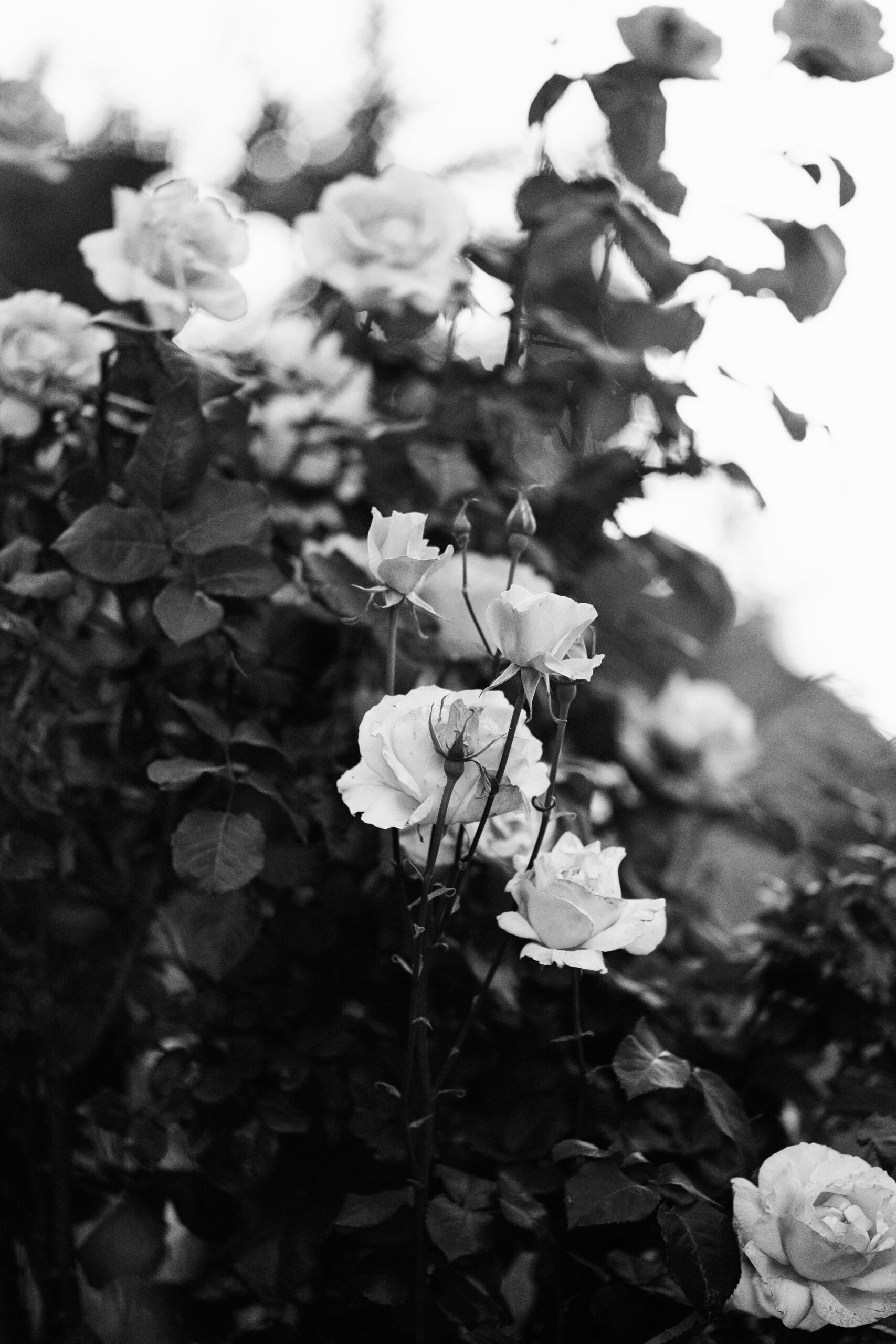 La génèse d'Anela Patterns